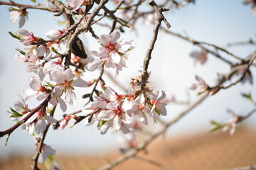 Flor del almendro recien nacidas