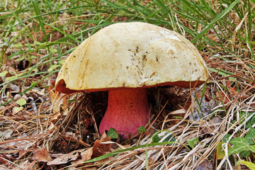 devil's bolete