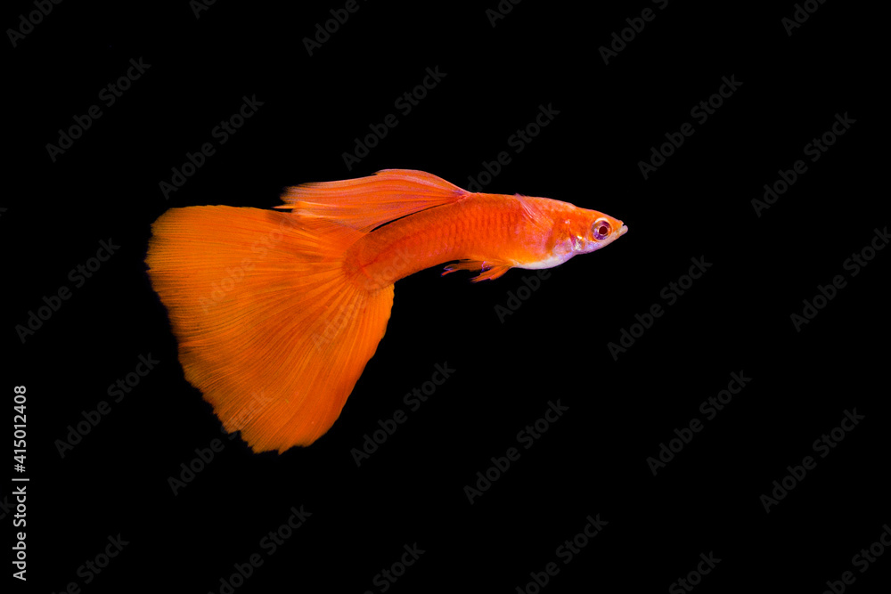 Poster Albino full red guppy male on black background