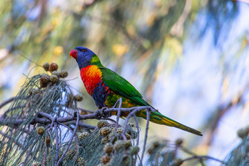 Rainbow Lorikeet on Magnetic Island in Queensland, Australia