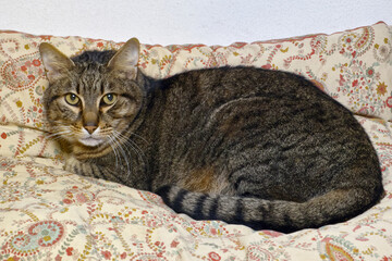 domestic cat