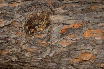 Detail of a large tree trunk with bark with insect holes. Warm shades, yellow, brown and orange.