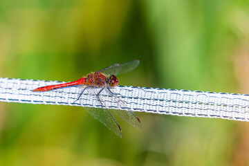 Rote Libelle auf Weidezaun