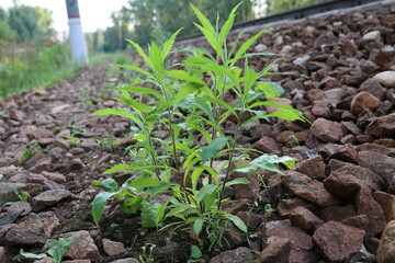 macro photography of plants in the forest