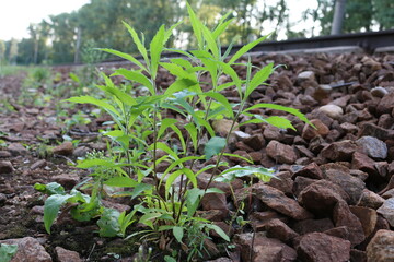macro photography of plants in the forest