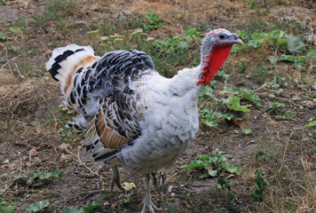 white turkey walks in the yard