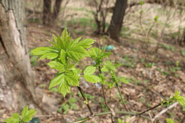 small green leaves on the branches spring