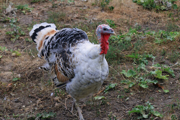 white turkey walks in the yard