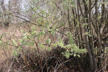 Blooming fluffy willow branches in spring close-up on nature macro