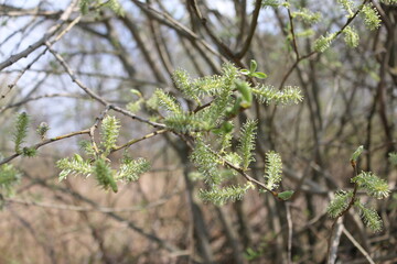 Blooming fluffy willow branches in spring close-up on nature macro