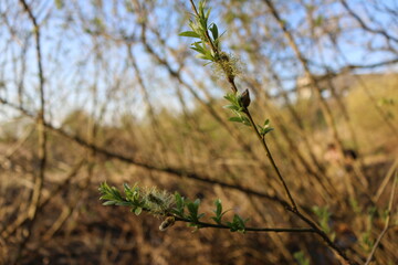 small green leaves on the branches spring
