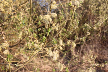 Blooming fluffy willow branches in spring close-up on nature macro
