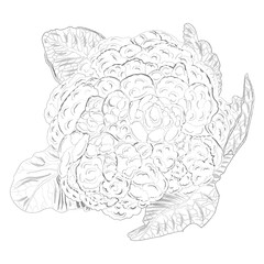 Hand drawn cauliflower. Hand drawn of curly cabbage. Hand drawn vegetables. Fresh organic and healthy, diet and vegetarian food. Vector illustration.