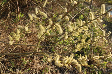 Blooming fluffy willow branches in spring close-up on nature macro