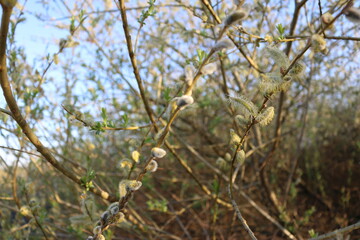 Blooming fluffy willow branches in spring close-up on nature macro