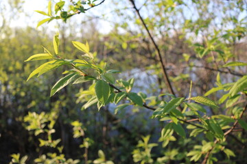 small green leaves on the branches spring