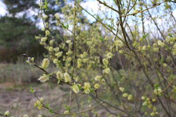 Blooming fluffy willow branches in spring close-up on nature macro