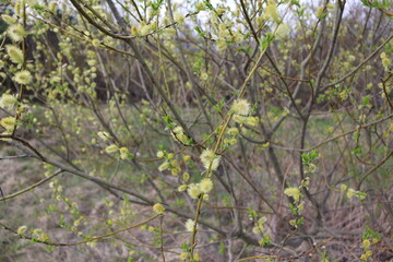 Blooming fluffy willow branches in spring close-up on nature macro