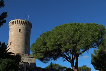 Castillo de Bellver. Torre de L'Homenatge, con un pino y fono de cielo azul.
