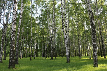 green birch grove in summer