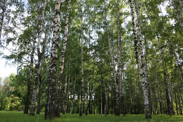 green birch grove in summer