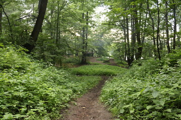 forest in summer after rain