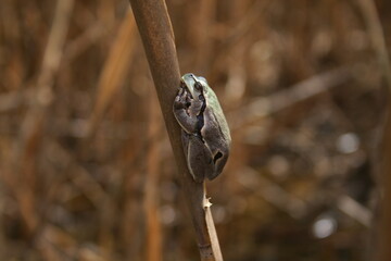Tree frog