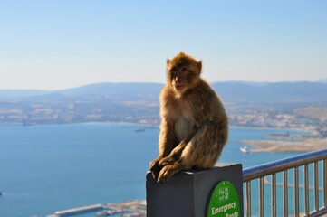 Monkeys of Gibraltar