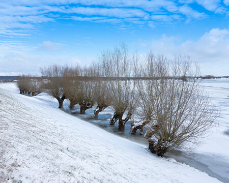 trees in ice of floodplanes in dutch winter near amerongen on utrechtse heuvelrug and river rhine in holland