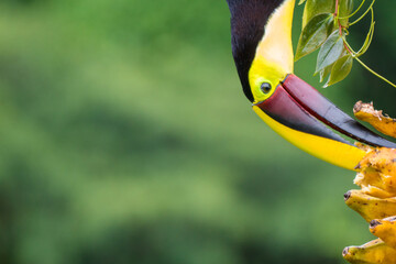 Black-mandibled toucan (Ramphastos ambiguus) eating banana upside down in Boca Tapada, Costa Rica