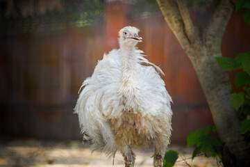 closeup portrait of white plumage ostrich with blue eyes posing at camera in zoo