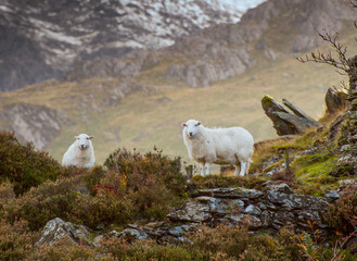 Two white sheep in the Welsh mountains