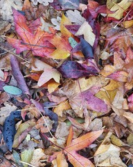 Colorful Autumn Leaves Background