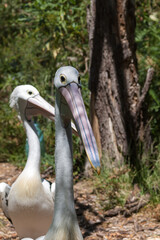 Fototapeta na wymiar Australian pelicans