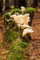 White fungus growing on tree stump in forestry plantation