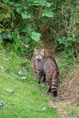 Wildcat queen outside her den © Simon
