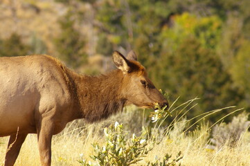 Adult female cow elk eating flowered plant. Yellowstone National Park.