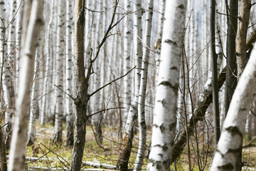 Spring forest with birch trees. Russia, March