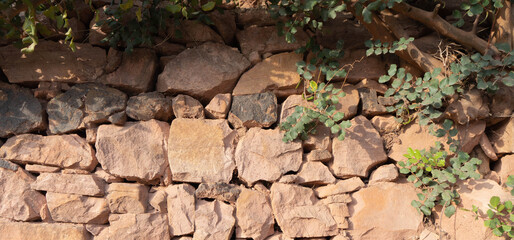 Hojas de algarrobo en el muro