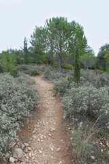 footpath through sage plants