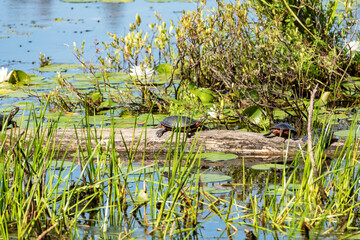 Tortue peinte, Amérique du Nord, marais
