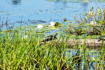 Tortue peinte, Amérique du Nord, marais