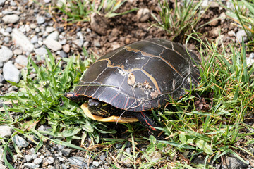 Tortue peinte, Amérique du Nord, marais