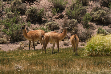 Andean wildlife. Fauna. Herd of Guanacos grazing in the mountains meadow. 	