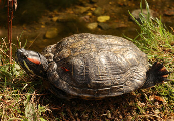 close up of a turtle, take your time