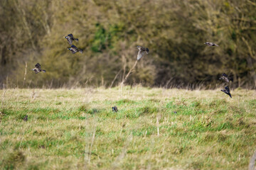a flock of brightly coloured luminescent starlings on the wing