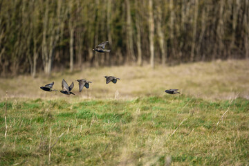 a flock of brightly coloured luminescent starlings on the wing