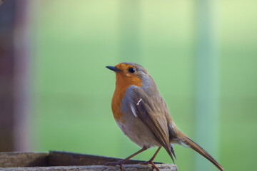 close up of a robin red breast on a wooden bird feeder table in the afternoon sunshine