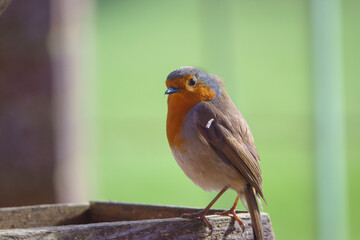 close up of a robin red breast on a wooden bird feeder table in the afternoon sunshine
