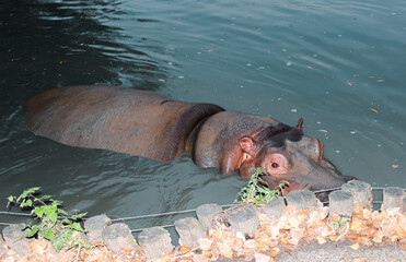 hippopotamus in water